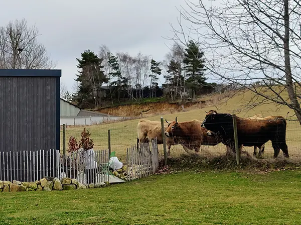 Les vaches et taureaux Aubrac se montrent parfois curieux !